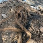 tree root removal-and-sewer-line-repair-service